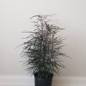 false aralia indoor plants houseplants Mississauga Oakville Etobicoke Brampton Milton Richmond Hill Kitchener Toronto other GTA