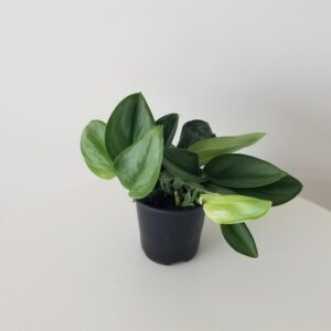 moonlight scindapsus treubii tropical indoor plants houseplants vine Oakville Mississauga Etobicoke Milton Kitchener Hamilton Markham Brampton other GTA