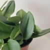 moonlight scindapsus treubii tropical indoor plants houseplants vine Oakville Mississauga Etobicoke Milton Kitchener Hamilton Markham Brampton other GTA