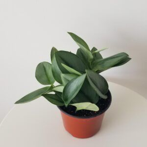 moonlight scindapsus treubii tropical indoor plants houseplants vine Oakville Mississauga Etobicoke Milton Kitchener Hamilton Markham Brampton other GTA