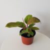 philodendron Mars interior plants houseplants Oakville Mississauga Kitchener Hamilton Etobicoke Brampton Milton other GTA