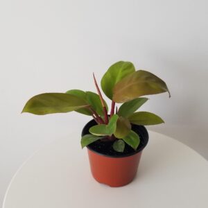 philodendron Mars interior plants houseplants Oakville Mississauga Kitchener Hamilton Etobicoke Brampton Milton other GTA