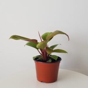 philodendron Mars interior plants houseplants Oakville Mississauga Kitchener Hamilton Etobicoke Brampton Milton other GTA