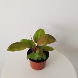 philodendron Mars interior plants houseplants Oakville Mississauga Kitchener Hamilton Etobicoke Brampton Milton other GTA